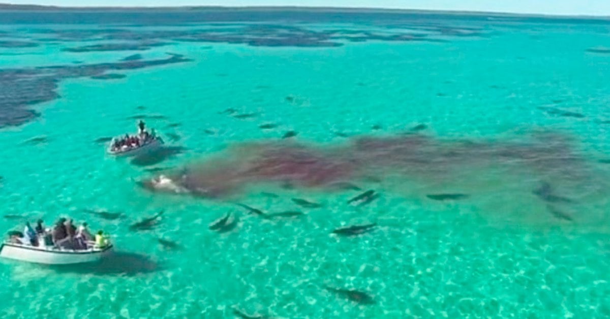A Shark Bit A 64 Year Old Woman On A Florida Beach Archyde