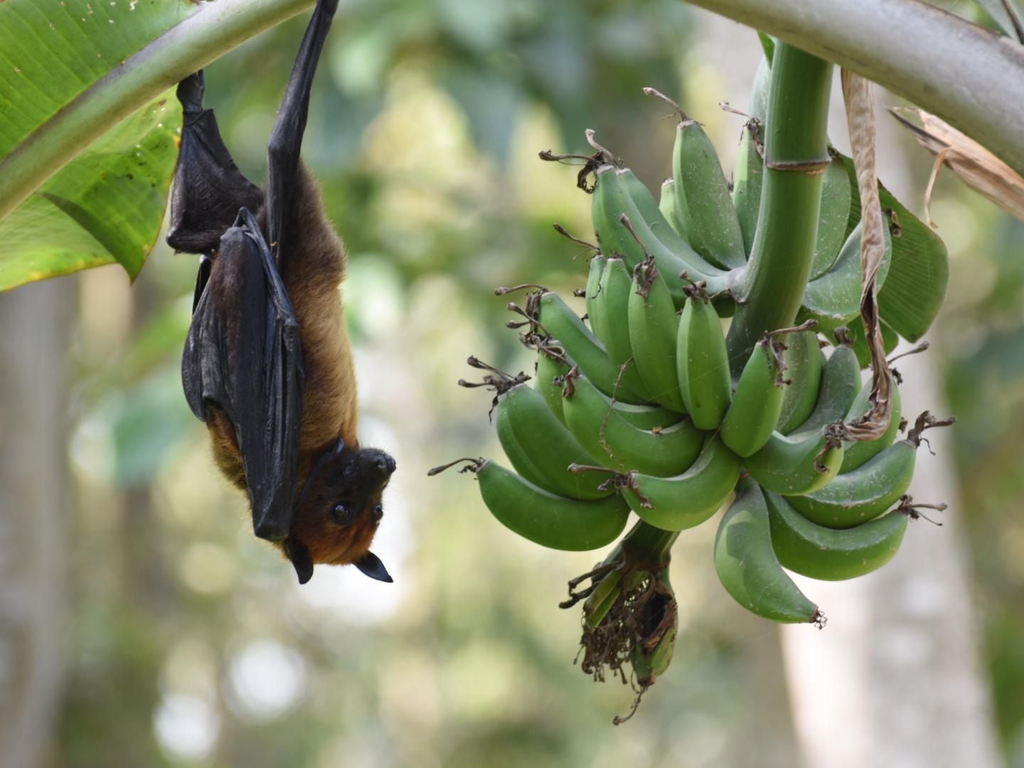 Se sospecha que el virus Nipah estaba en murciélagos frugívoros. Se crearon granjas de cerdos en Asia. Estos animales se habrían contagiado de los murciélagos. Así habría empezado el derrame del virus a los humanos (Rajib Islam)