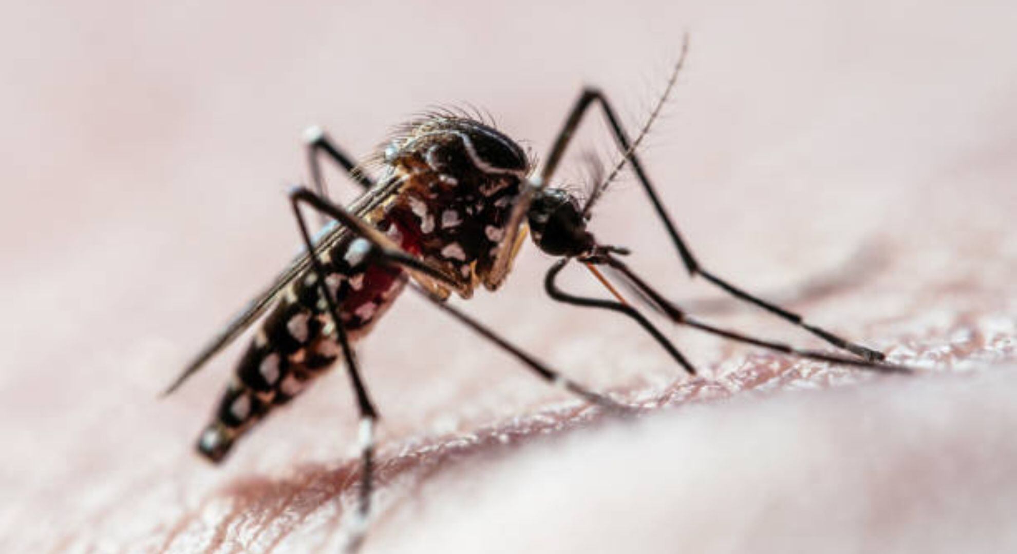 Las abundantes precipitaciones registradas en el centro del país durante marzo favorecieron la proliferación de mosquitos en todo el territorio bonaerense y principalmente en el  AMBA  (Getty Images)