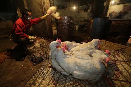 Foto de archivo ilustrativa de un vendedor en un mercado de animales en Wuhan, en la provincia china de Hubei. 
Abr 6, 2013. 
REUTERS/Stringer 
PROHIBIDA SU PUBLICACIÓN Y VENTA EN CHINA