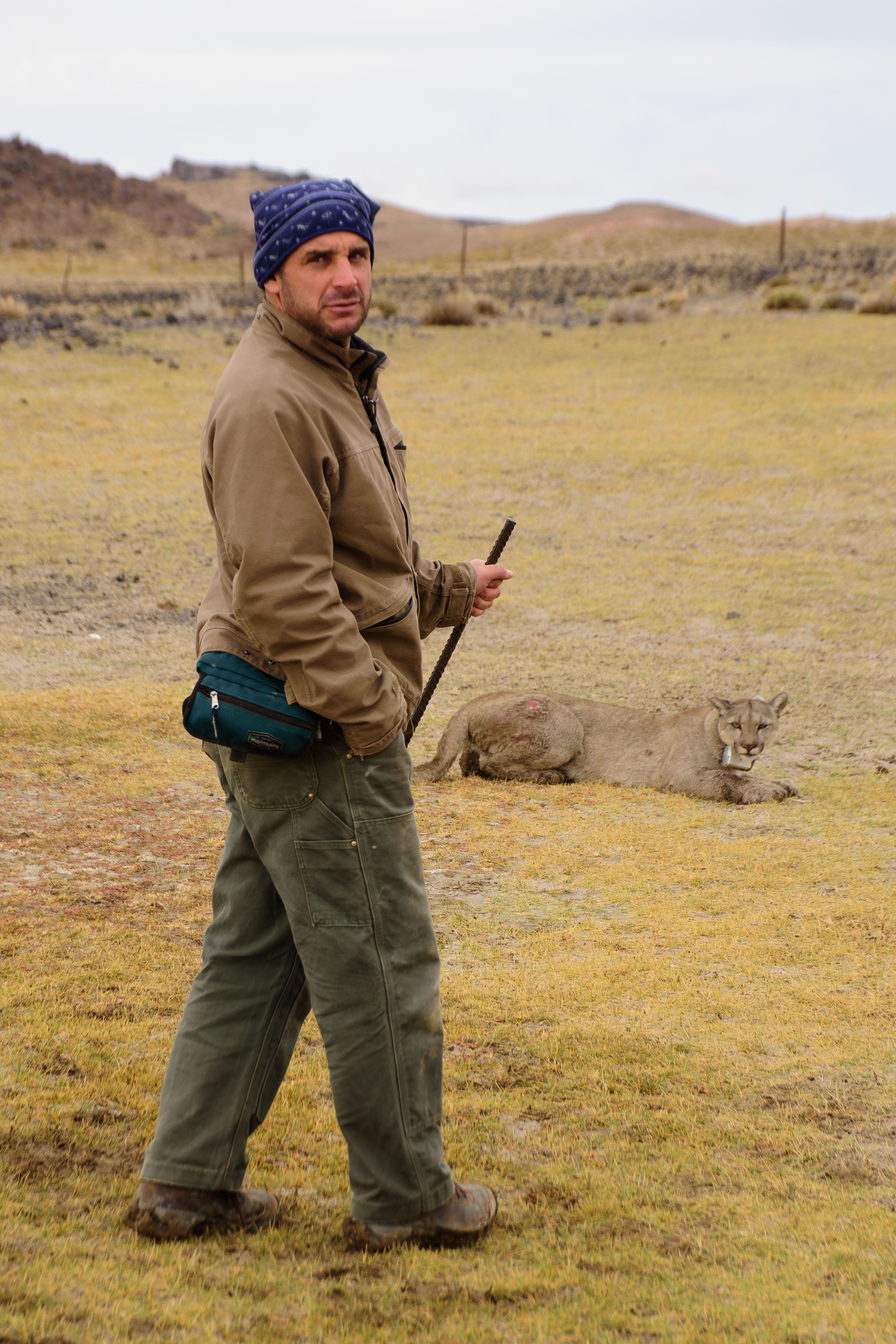 El puma es más que un simple depredador: es un actor clave en el equilibrio ecológico argentino 