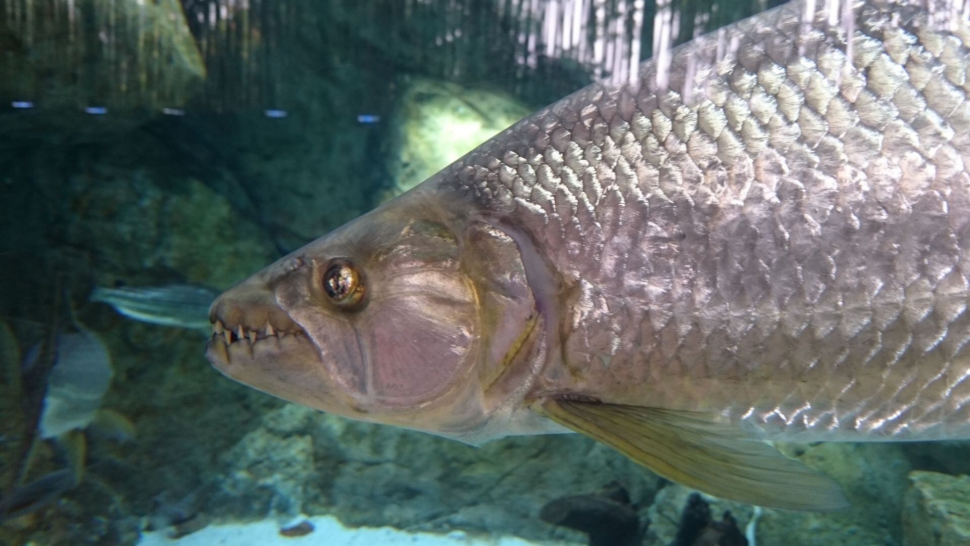 Más tenebroso y peligroso que un tiburón, así es el pez tigre goliat (Wikipedia)