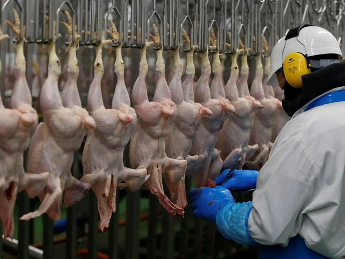 Confirmaron el primer caso de gripe aviar en aves de corral y el Gobierno  suspendió las exportaciones - Infobae