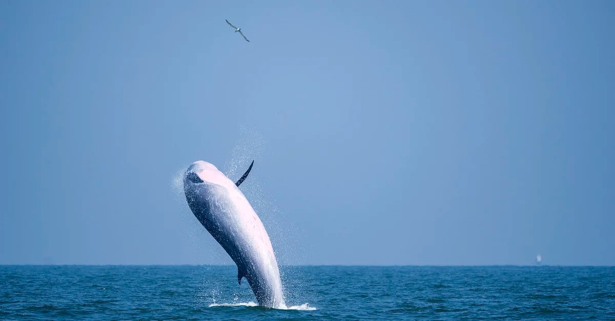 World Wildlife Fund calls for more control measures in Latin American waters to preserve Eastern Pacific whales