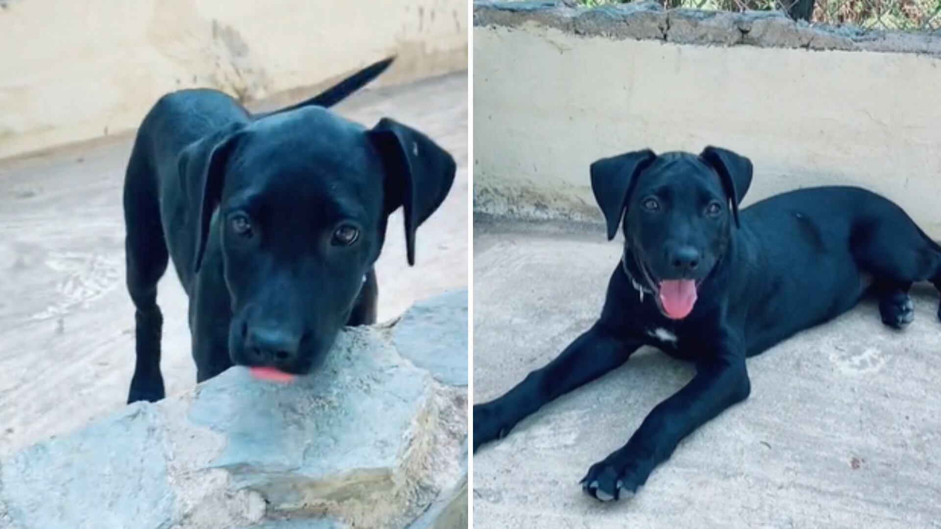 La vida de negra cambió gracias a la fundación y ahora goza de una feliz vida. (TikTok/@revolucionpata).