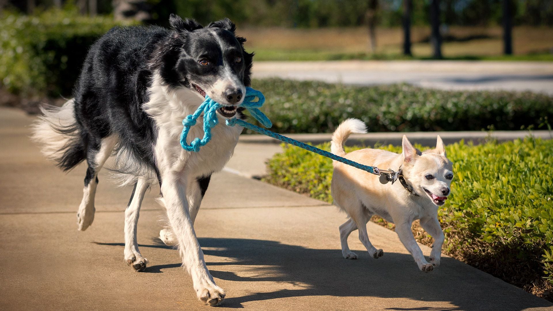 “La reacción de un perro al chocolate puede depender del tamaño del animal” (Getty Images)