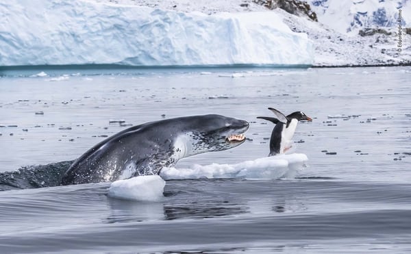 If Penguins Could Fly, Eduardo del Álamo