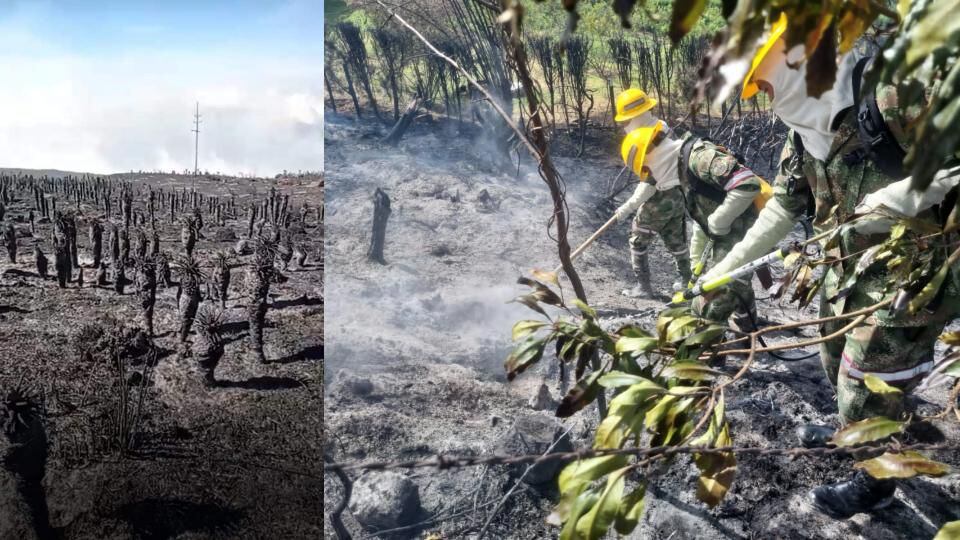 Cientos de frailejones resultaron quemados en Santander como consecuencia de los voraces incendios - crédito Ejército Nacional