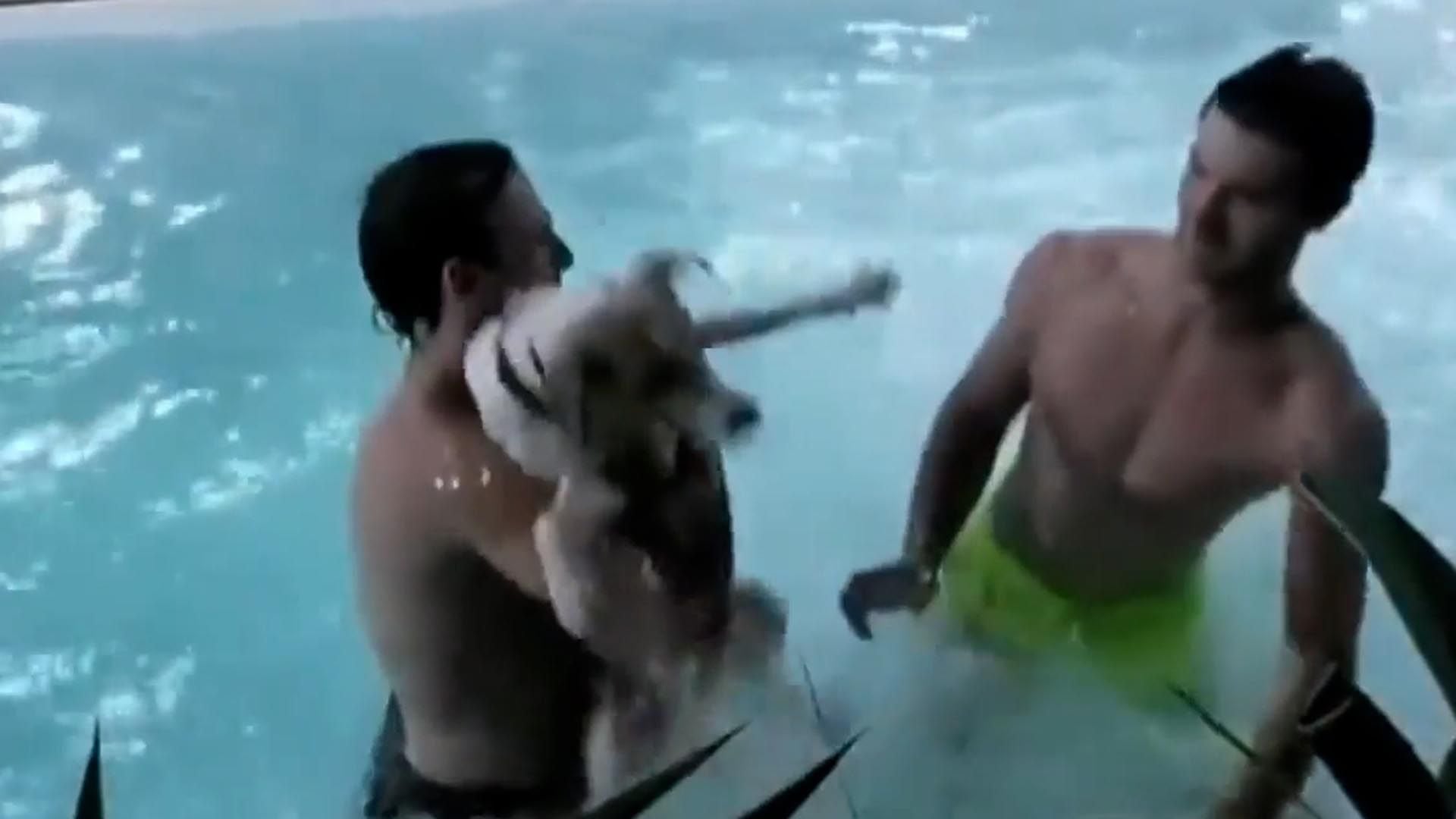 Preocupación en Gran Hermano: el perro Arturo tuvo un accidente en la piscina y las redes estallaron