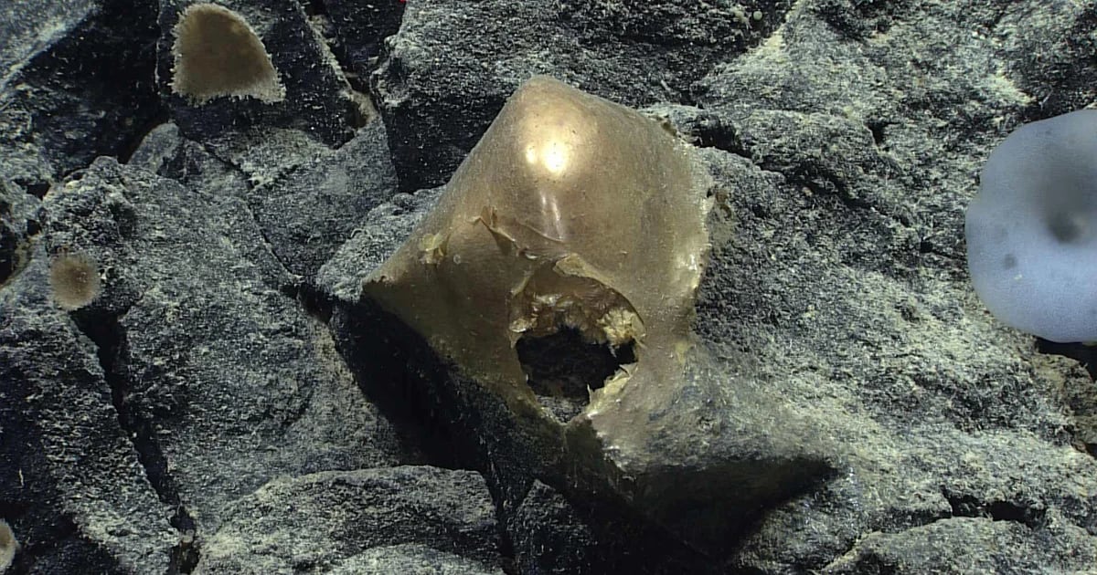 Scientists investigate the mysterious “golden egg” found in the depths of the Pacific Ocean