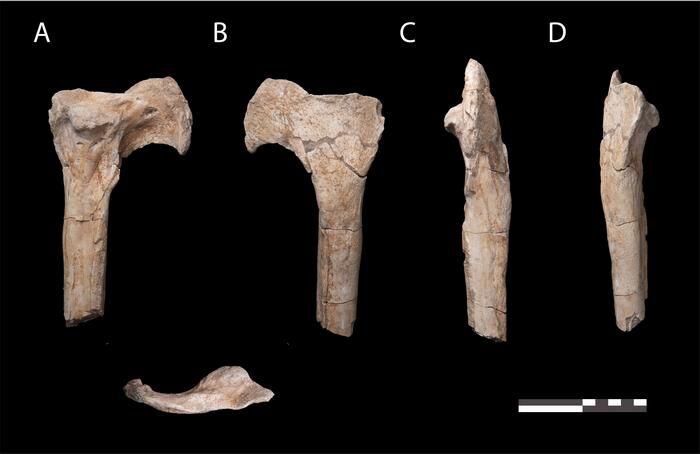 Ambos formaban parte de una familia de dinosaurios carnívoros primitivos conocidos como abelisaurios, y vivieron junto al abelisaurio mucho más grande Chenanisaurus barbaricus , lo que demuestra que Marruecos era el hogar de diversas especies de dinosaurios justo antes de que un asteroide gigante impactara al final del Cretácico ( University of Bath)