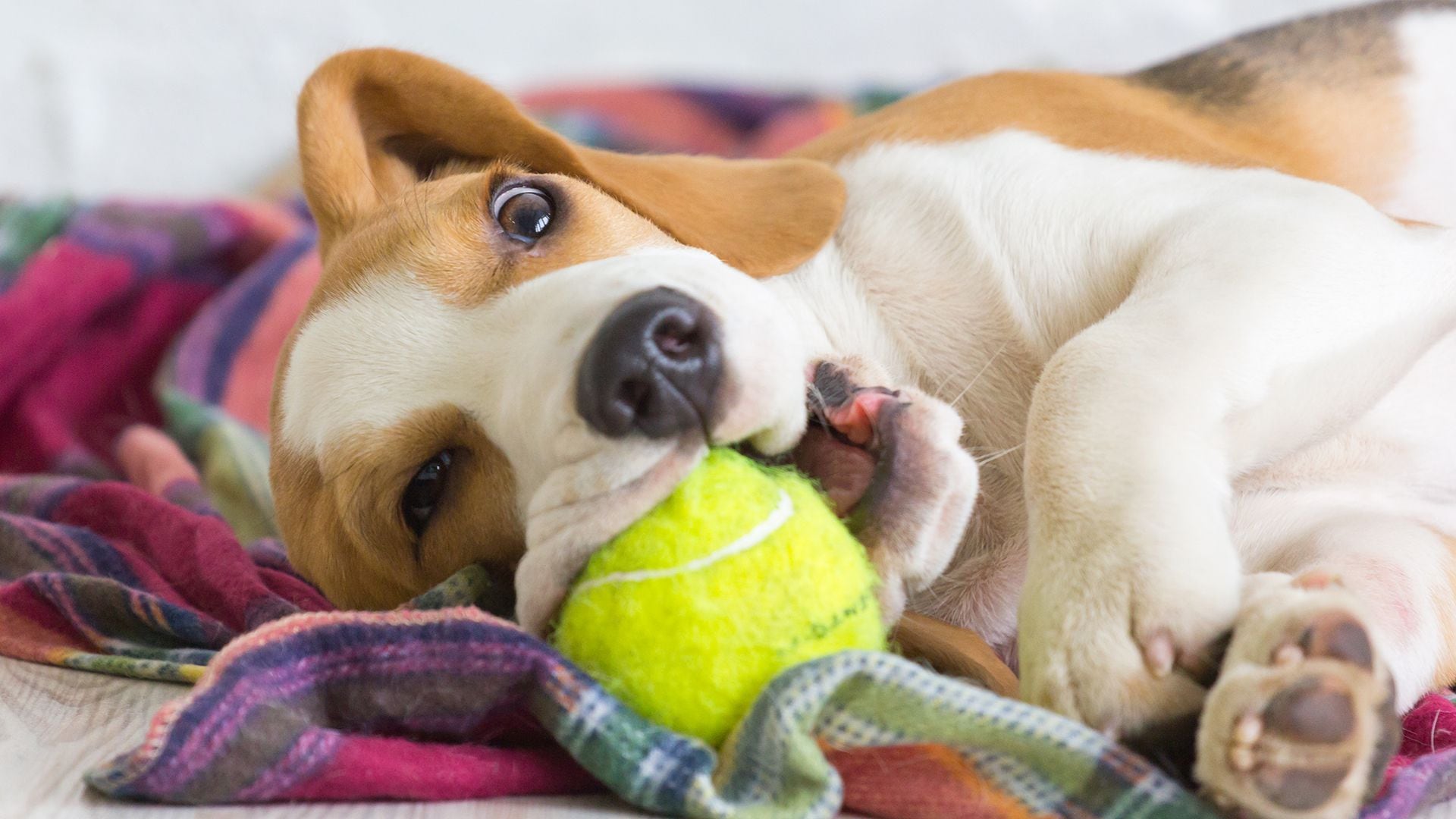 que significa que tu perro no para de estornudar