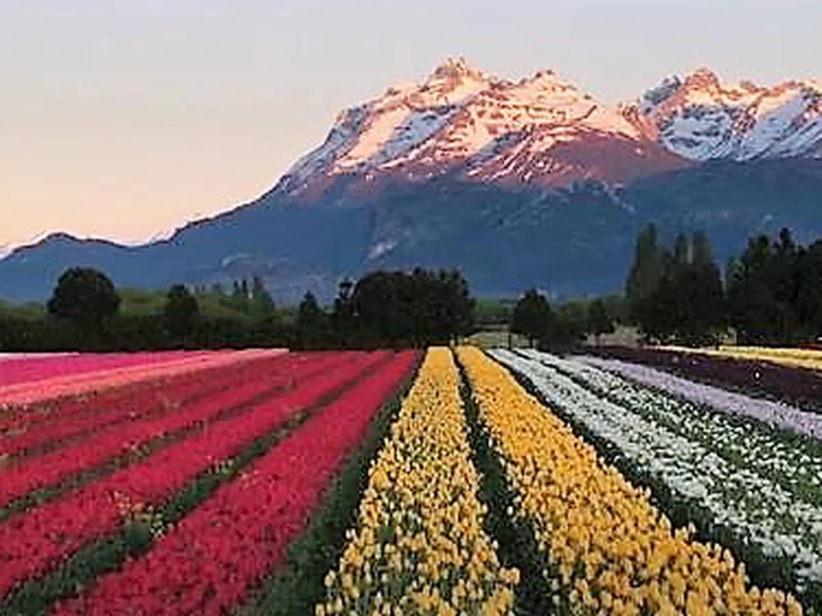 El campo de tulipanes de Trevelin, la increíble explosión de colores que  dura sólo un mes al año - Infobae