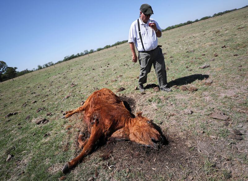 El agricultor Ignacio Bastanchuri, de 65 años, toma mate mientras pasa delante de una vaca que murió por la sequía causada por el fenómeno climático de La Niña, en un campo en Navarro, en la provincia de Buenos Aires, Argentina, el 5 de diciembre de 2022 (REUTERS/Agustin Marcarian)