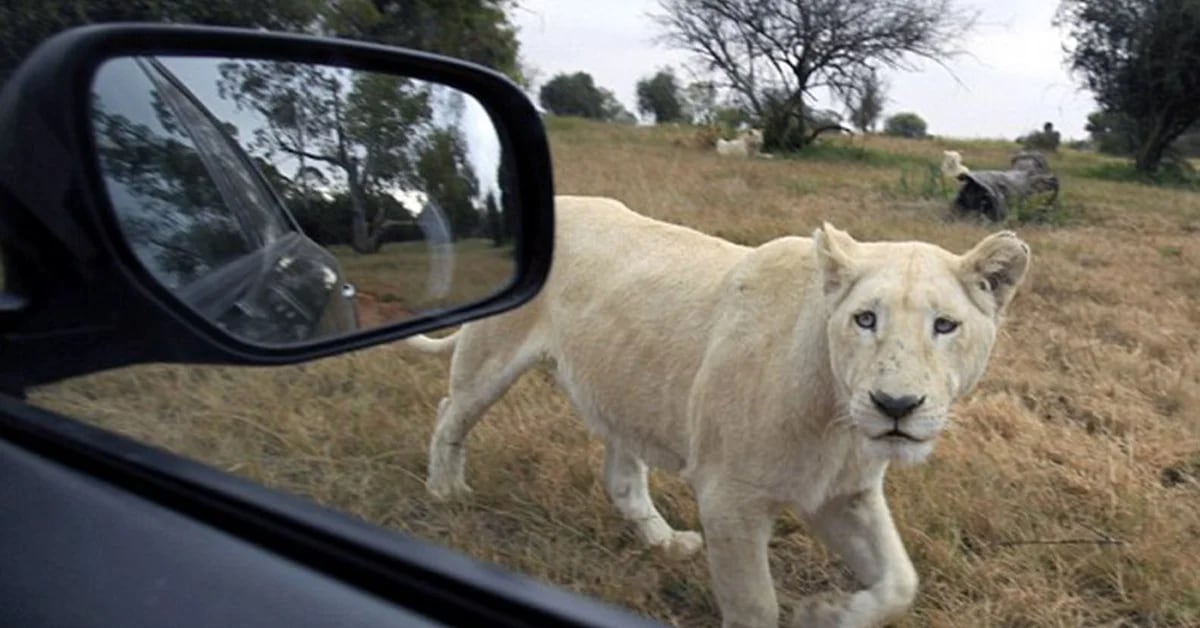 Fotos clave: investigan la cámara de la turista comida por leones - Infobae
