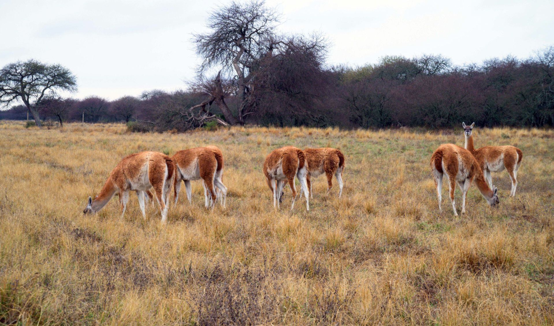 31 Guanacos Silvestres Fue Trasladado De Santa Cruz A La Pampa Para Su