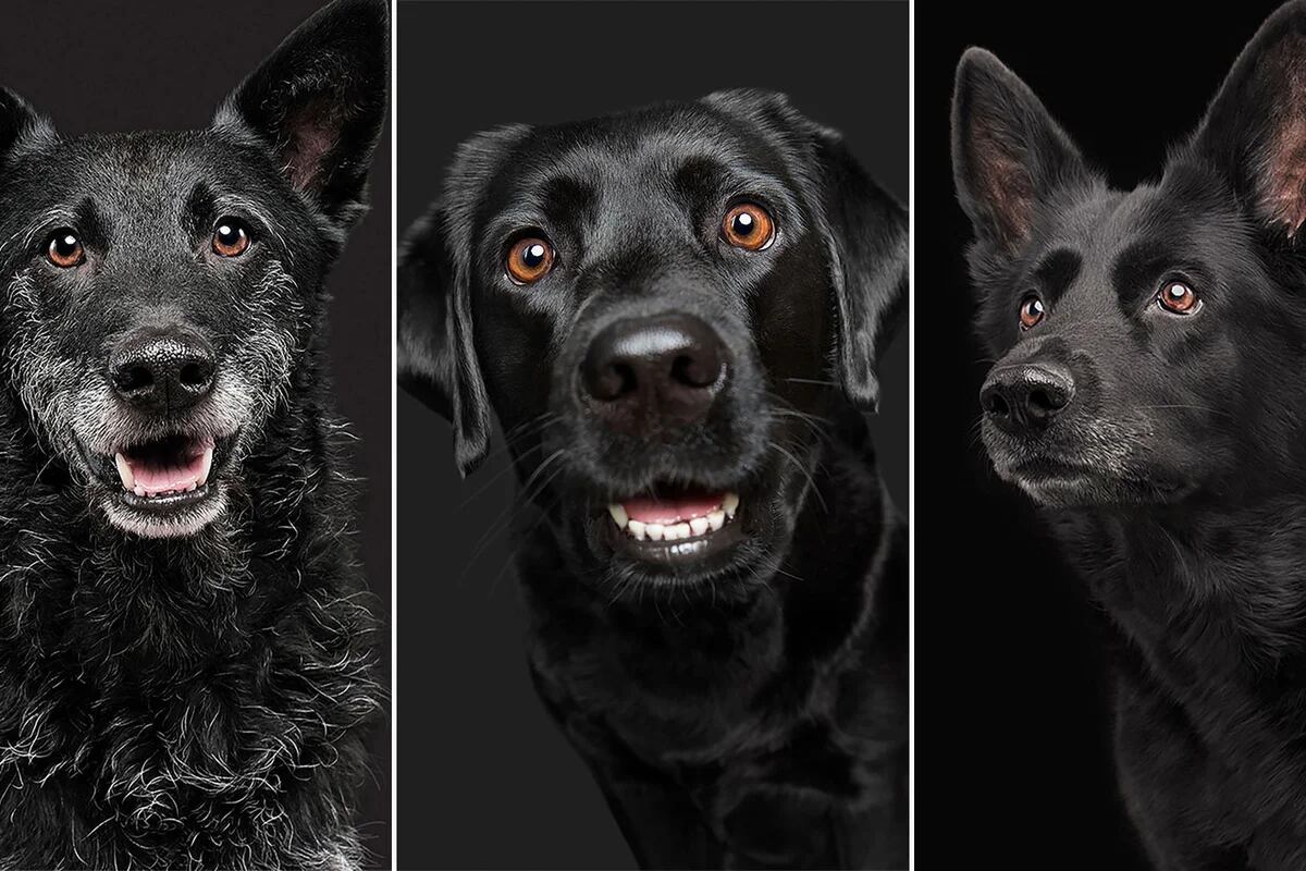 Qué es el 'síndrome del perro negro', en adopción de perros, y cómo evitarlo