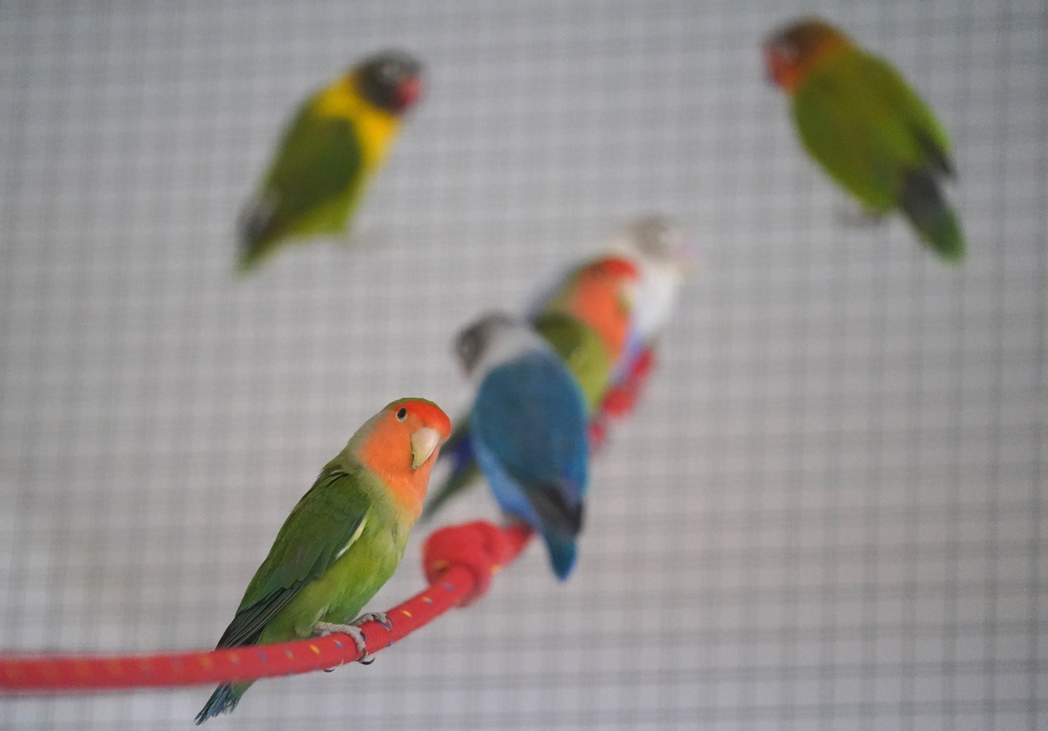 Qué especies de pájaros se llevan bien y pueden convivir? - Infobae