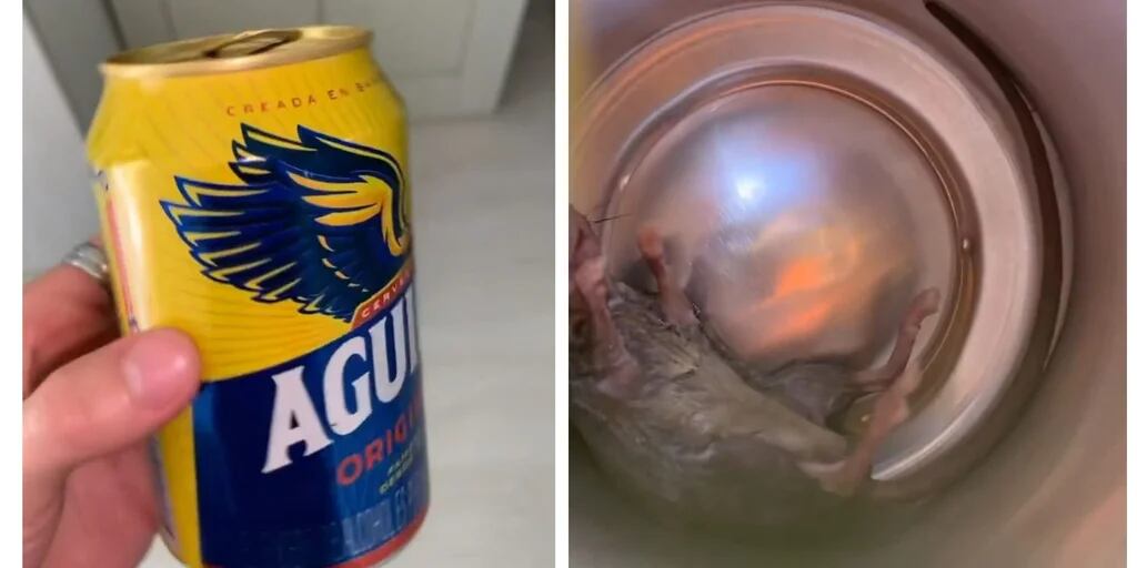 Viral: joven denuncia en redes sociales que encontró un roedor al interior  de una lata de reconocida marca de cerveza - Infobae