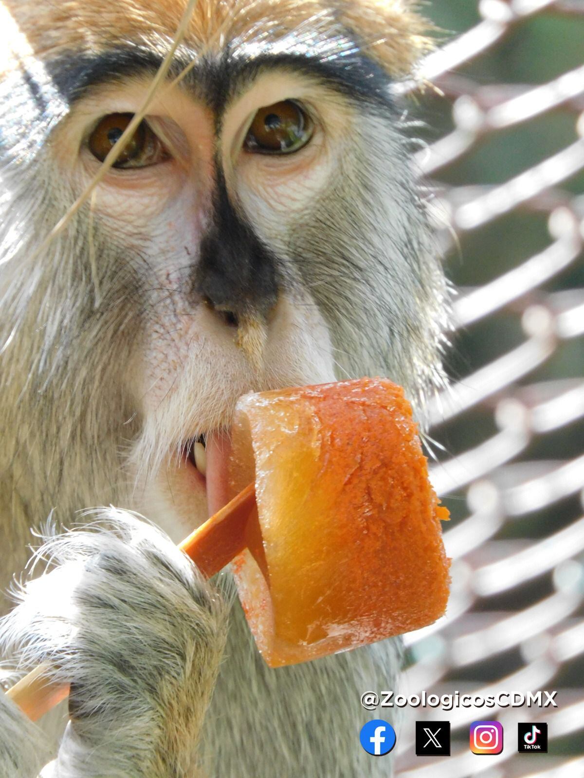 Los animales han sufrido por las altas temperaturas