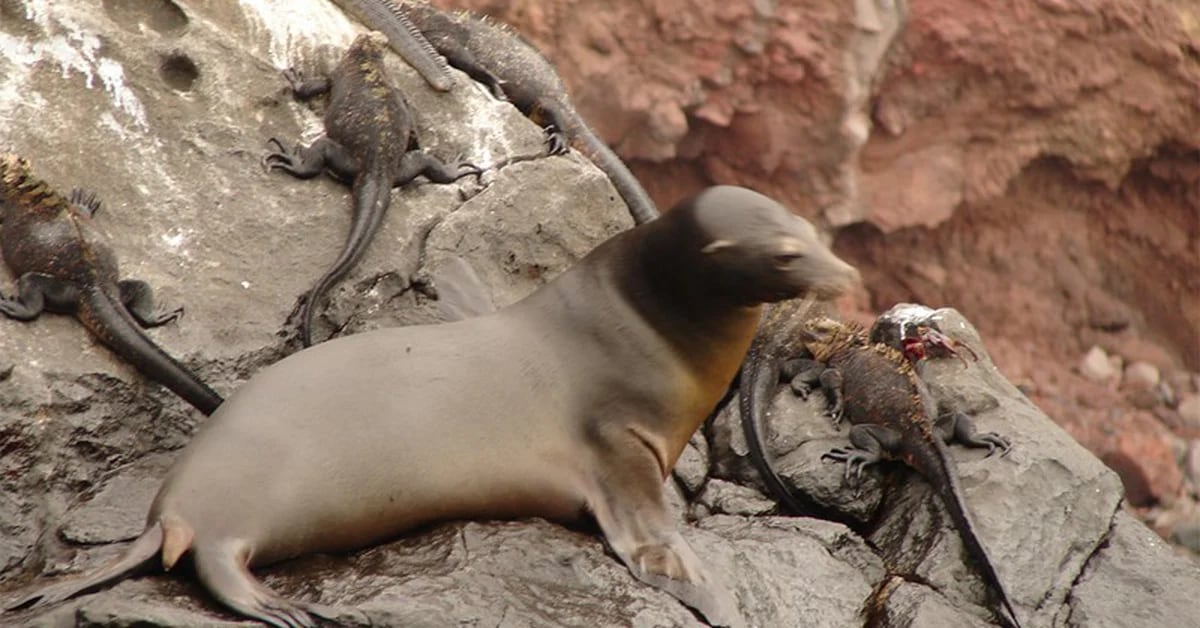 Un lobo marino de las Galápagos apareció en las costas de México - Infobae
