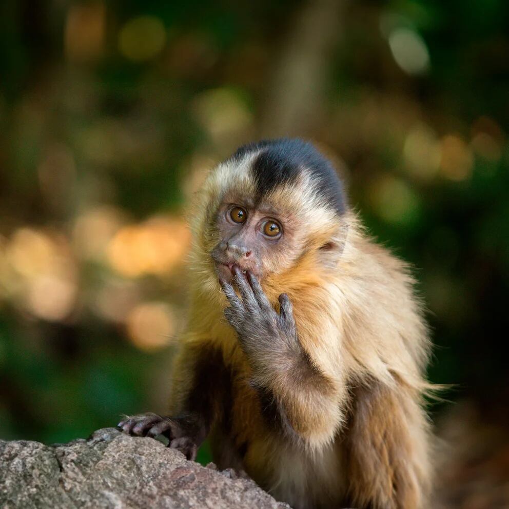 son inteligentes los monos capuchinos