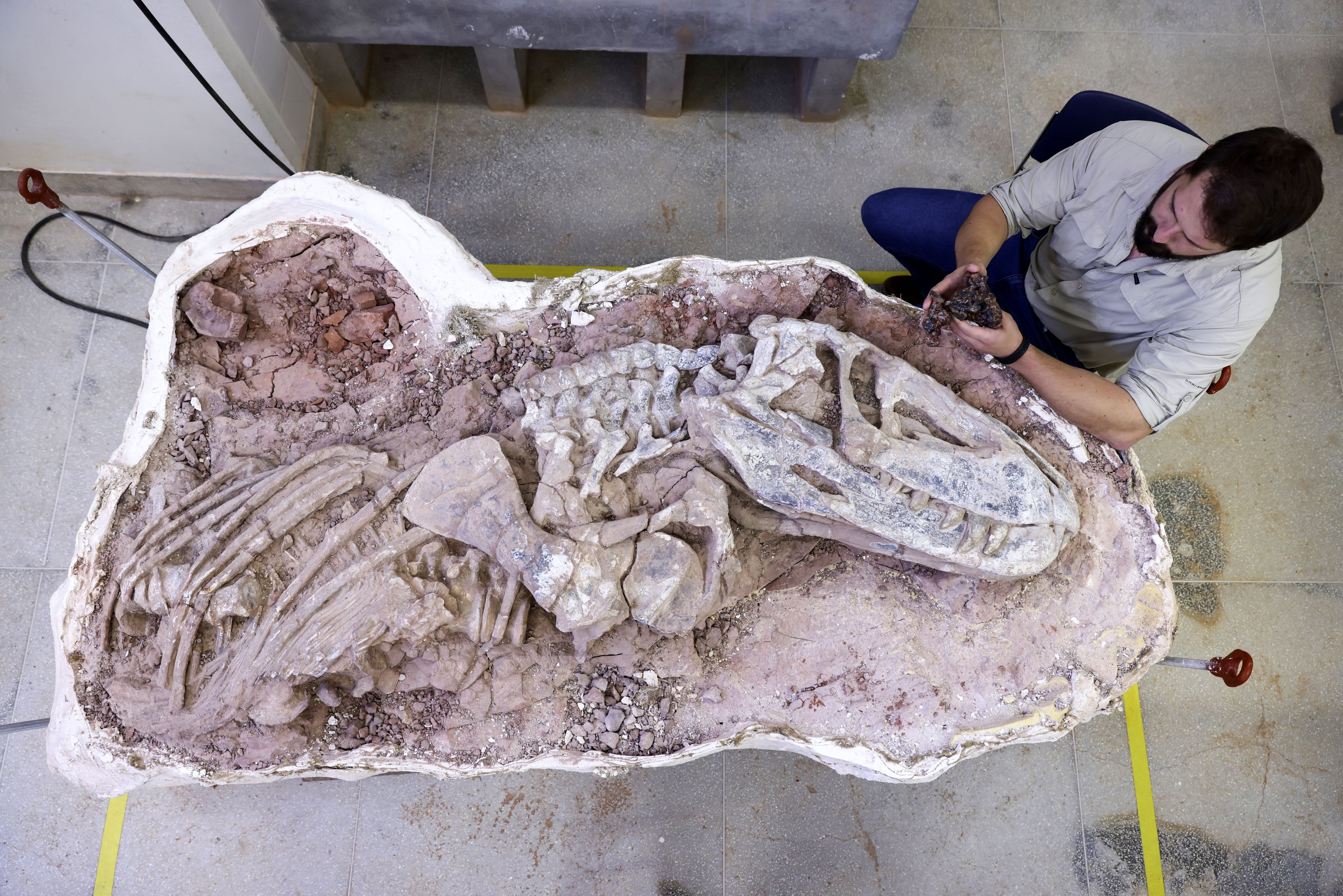 El paleontólogo de la Universidad Federal de Santa María, Rodrigo Temp Müller, sostiene un fósil llamado Gondwanax paraisensis, junto a un fósil contemporáneo de Prestosuchus chiniquensis, una especie que vivió hace 237 millones de años, en el laboratorio Cappa (Centro de Apoyo a la Investigación Paleontológica de la Cuarta Colonia) en Sao Joao do Polesine, estado de Rio Grande do Sul, Brasil (Reuters)