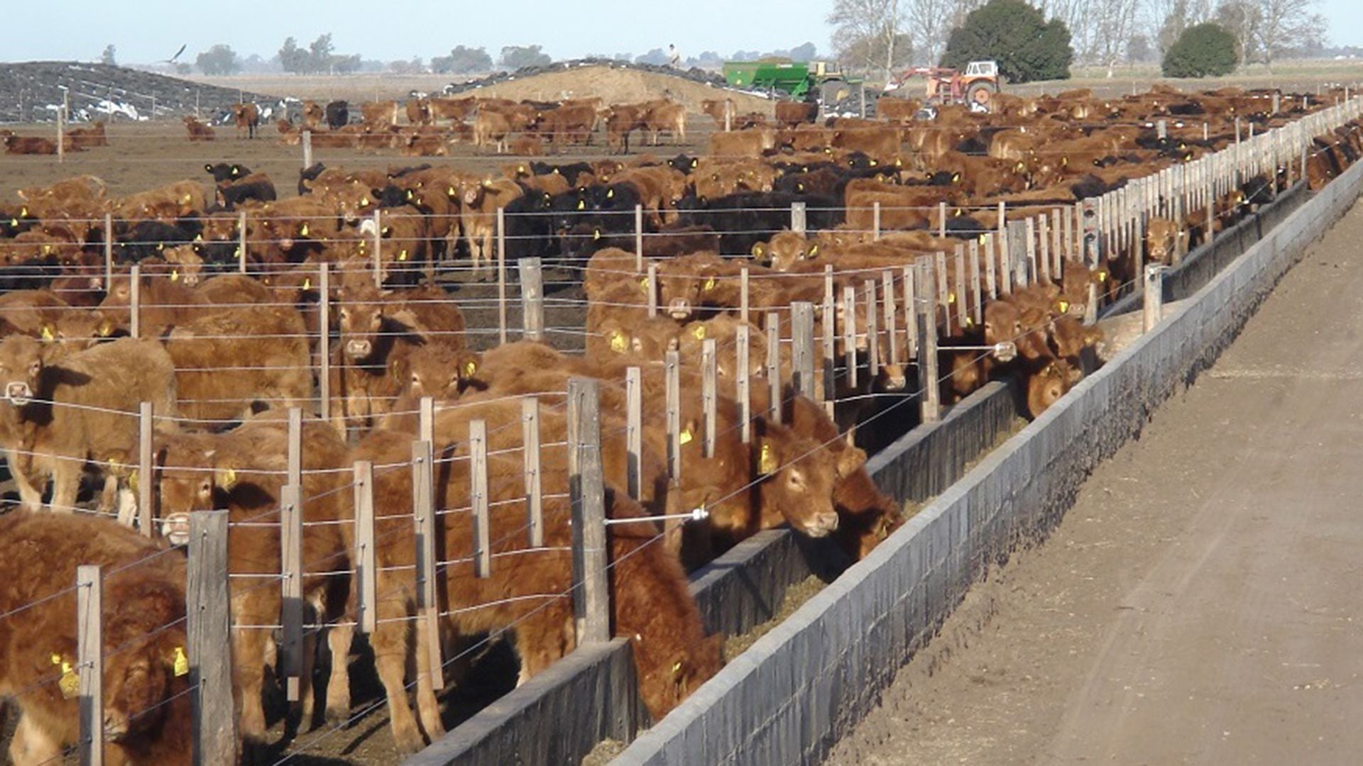 Un feedlot, para engorde de ganado