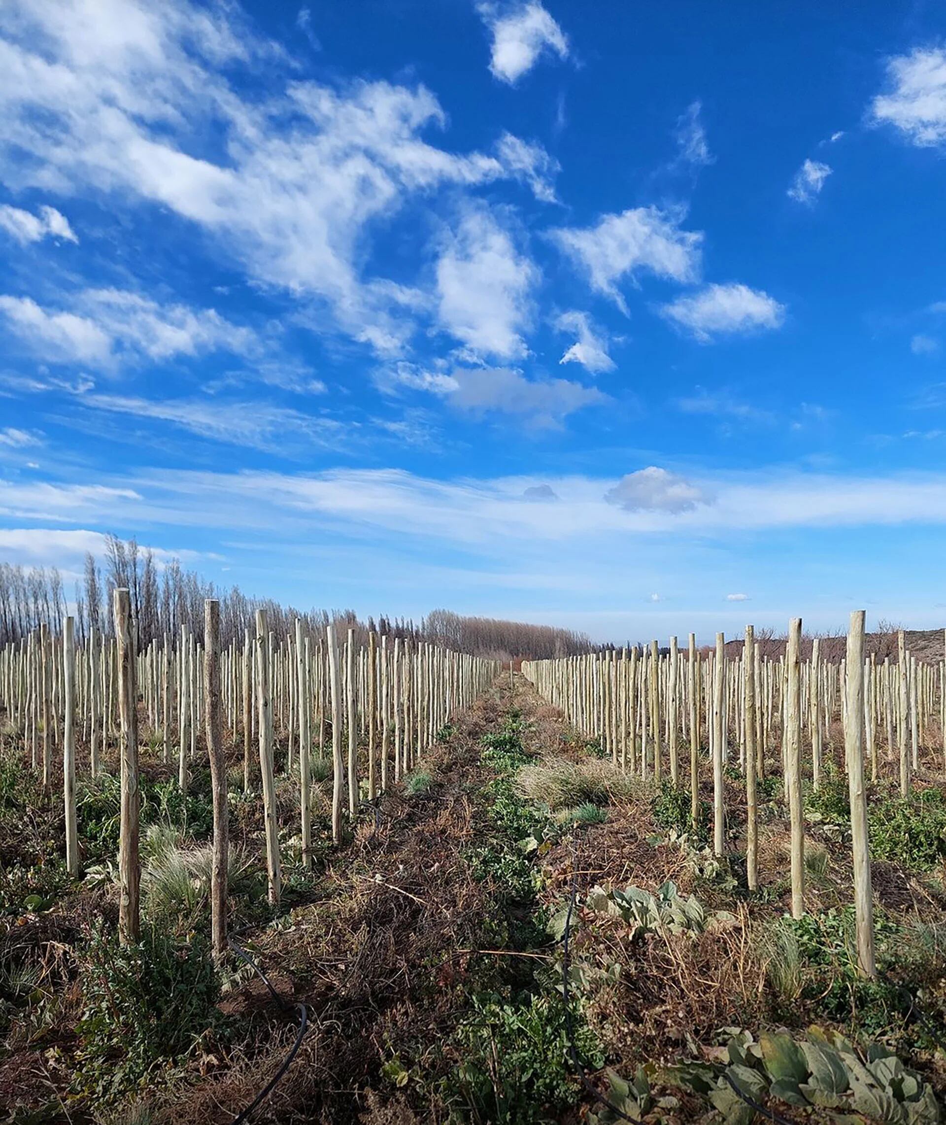 Bodegas Salentein, "un verdadero hito del Valle de Uco de Mendoza", refieren en el ranking
(Bodegas Salentein)