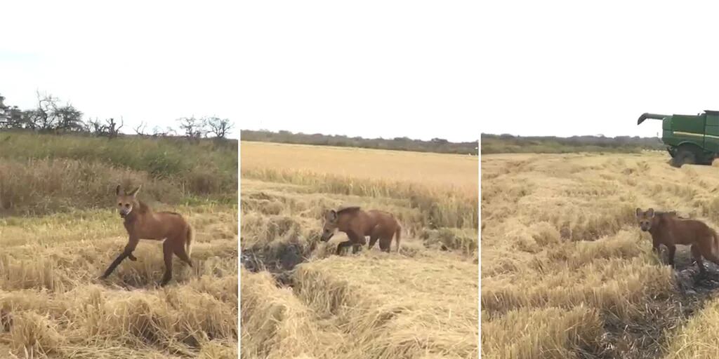 O animal do novo vídeo do cazum: a espécie é um argentinossauro