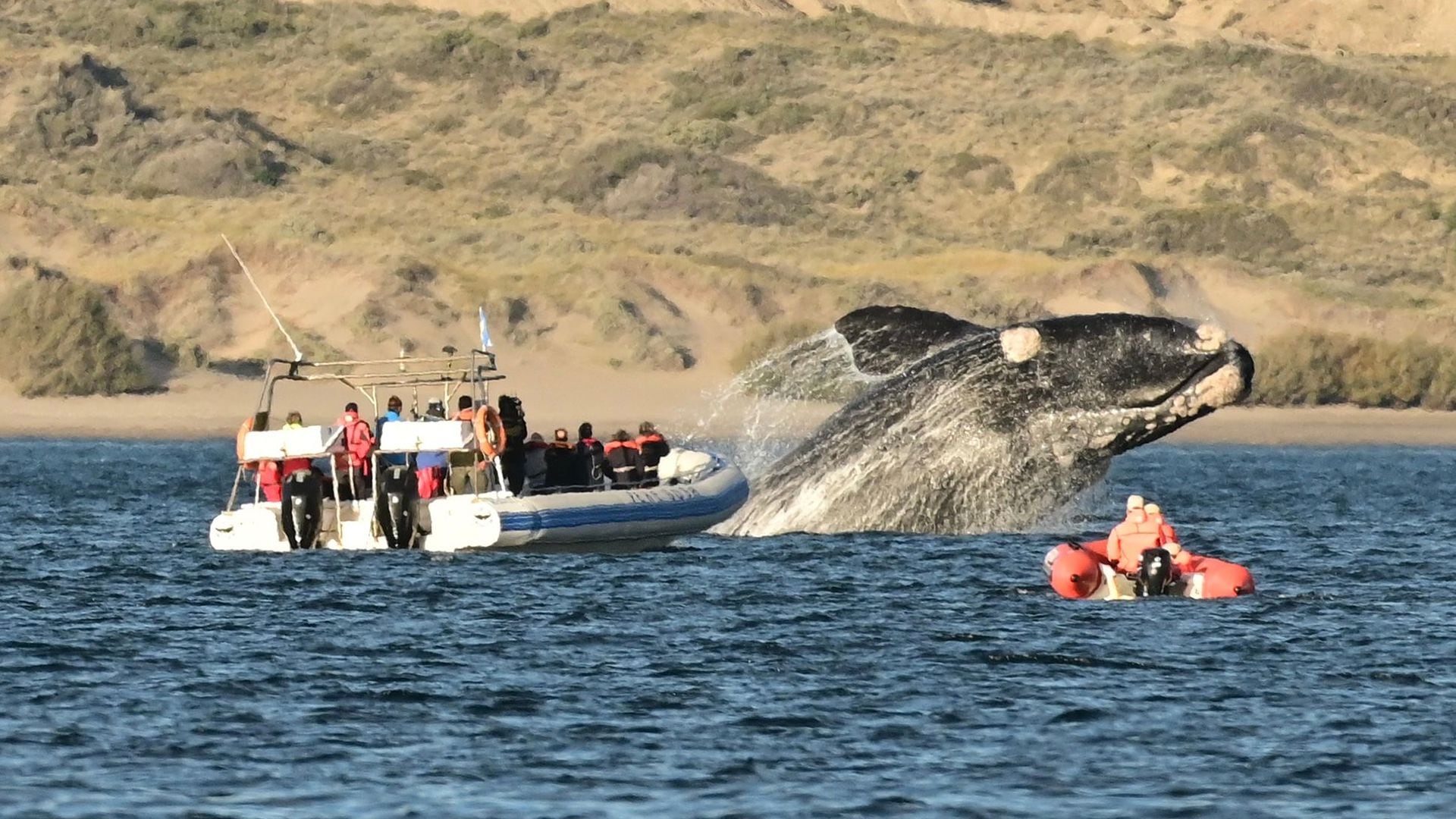 Razones para visitar Puerto Madryn en Septiembre - Infobae