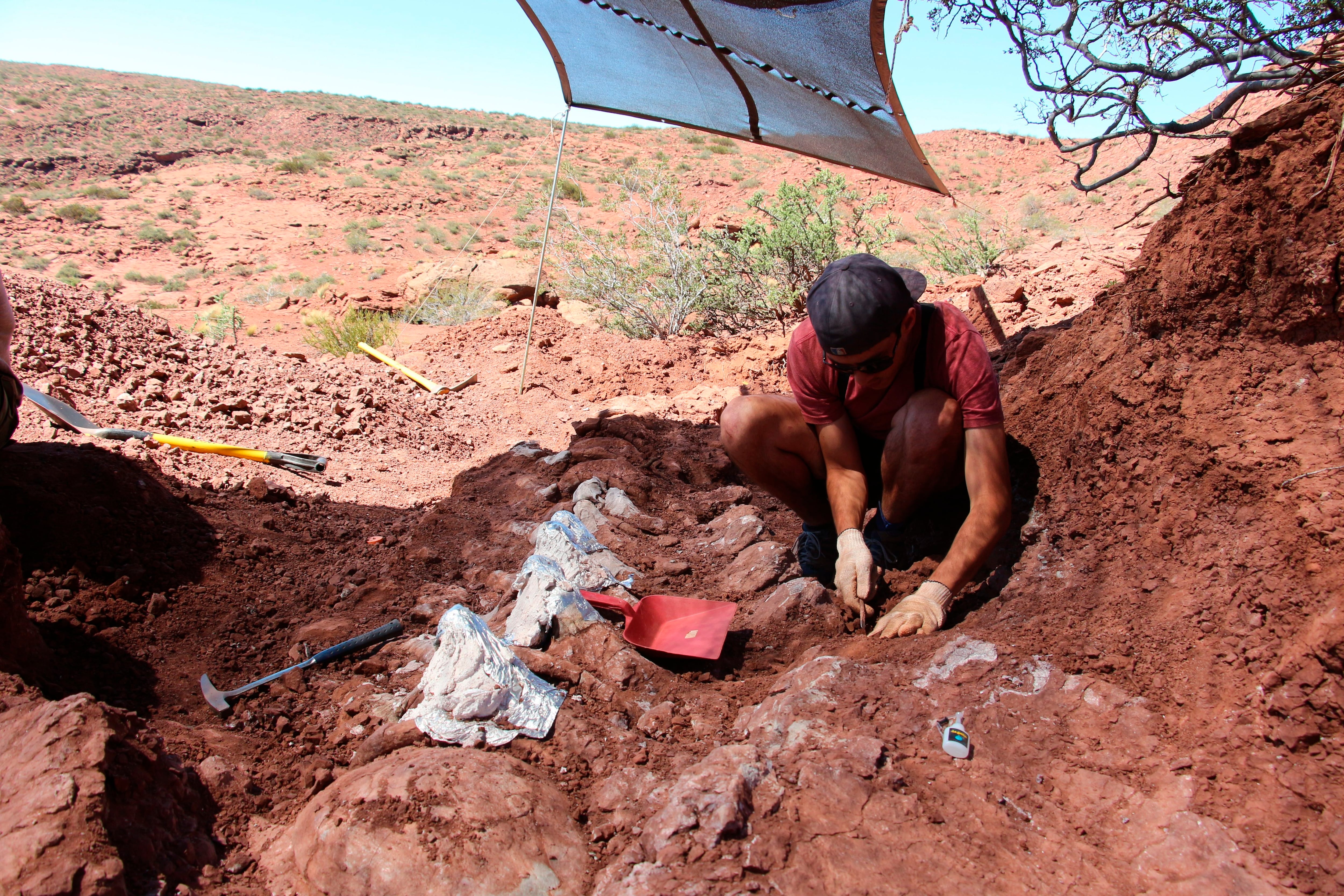 Argentina has vast areas of fossils that are constantly studied by experts from all over the world.  Here is a photo of a fossil recovery of what may have been the largest known titanosaur, in the Candeleros Formation, Neuquén 