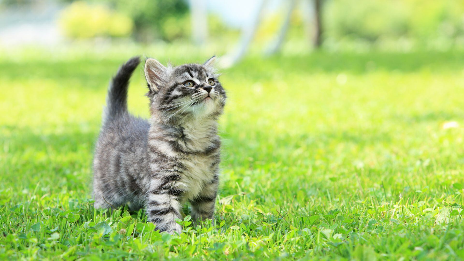 Los dueños de gatos saben el sufrimiento que padecen cada vez que desaparecen de su hogar y pasan días y hasta semanas sin dejar rastros