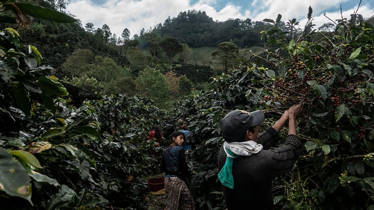 Guatemaltecos cosechando café en Honduras (The New York Times)