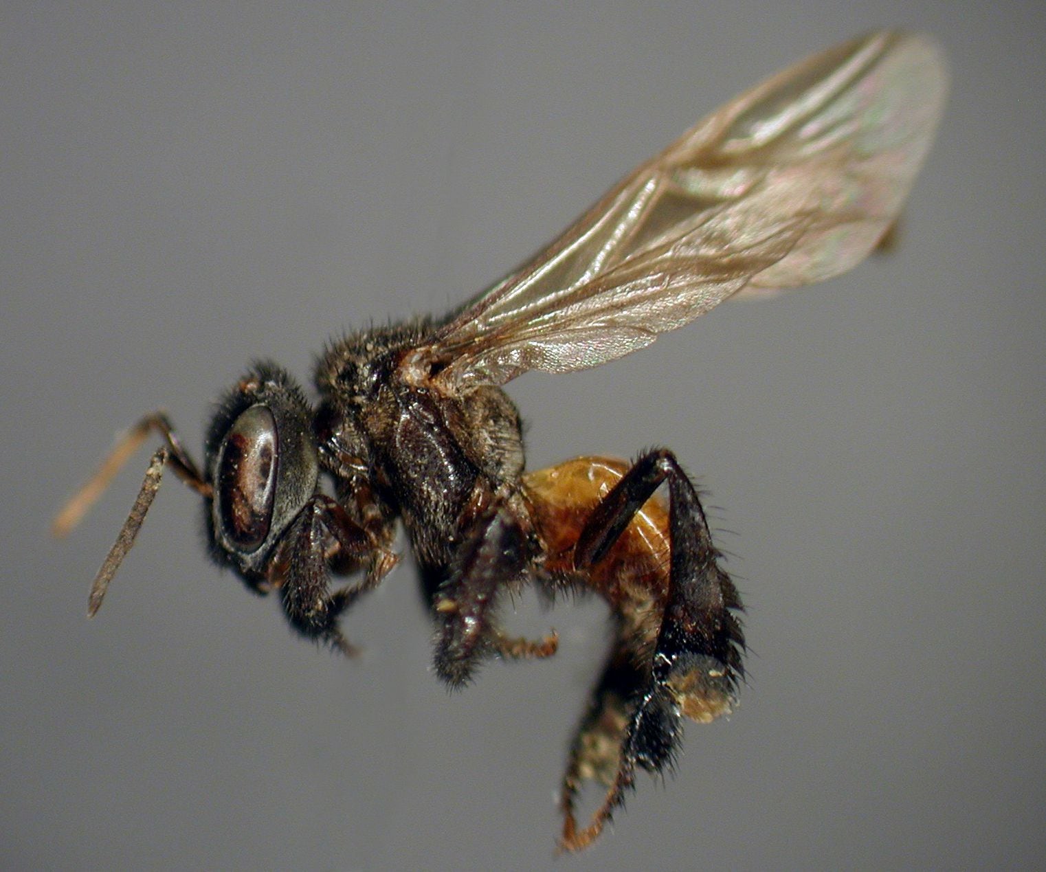 A carnivorous species of bees evolved into an extra tooth and an intestine similar to that of scavengers