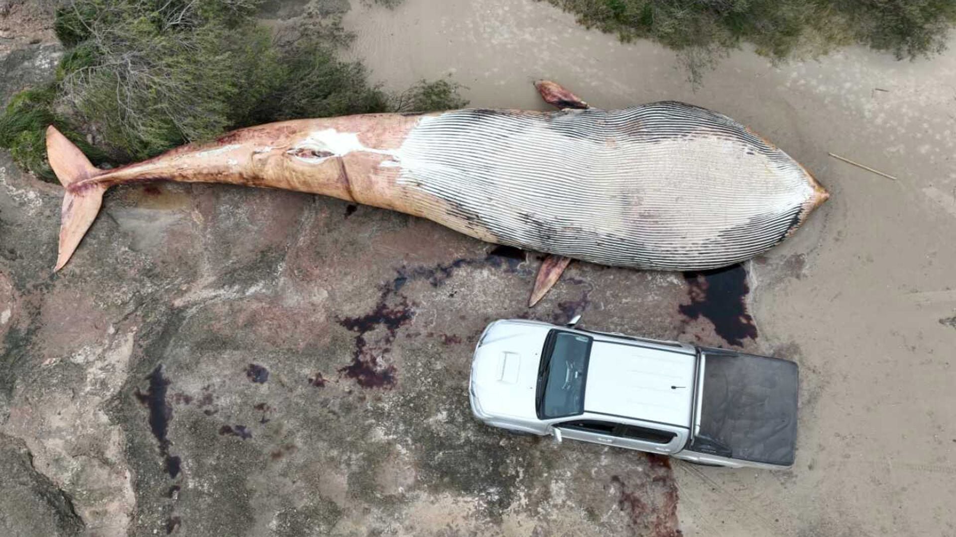 La ballena fue encontrada en Colonia, Uruguay (Reserva Kerayvoty)