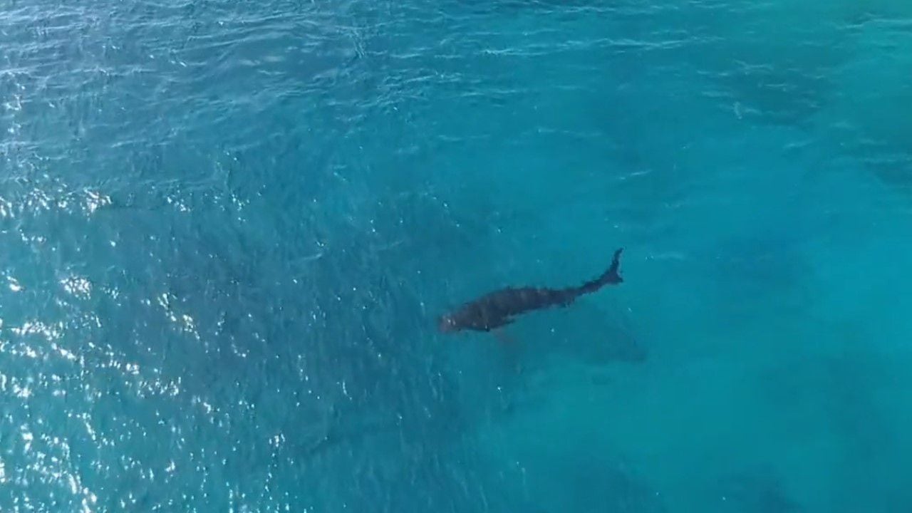 Shark sighting in La Piscinita sea