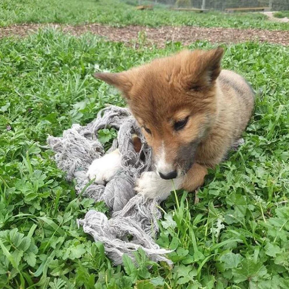 a que familia pertenece el dingo