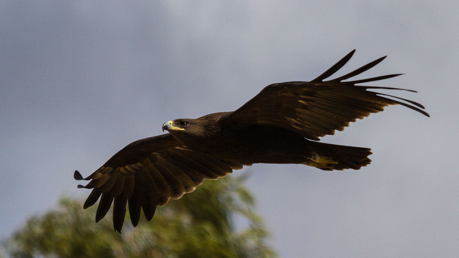 Científicos descubrieron que el águila moteada cambió su patrón de vuelo migratorio para evitar el conflicto en Ucrania. (Wikimedia)

Águilas, Ucrania, patrón de vuelo, vuelo, aves, invasión rusa, Rusia, migración, mascotas, animales