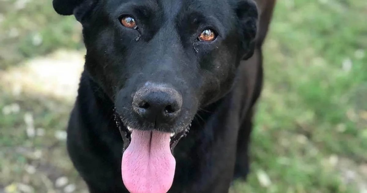 Adoptó Un Perro Adulto Sin Imaginar Todos Los Cambios Que Traería A Su Vida “todo Lo Bueno Es
