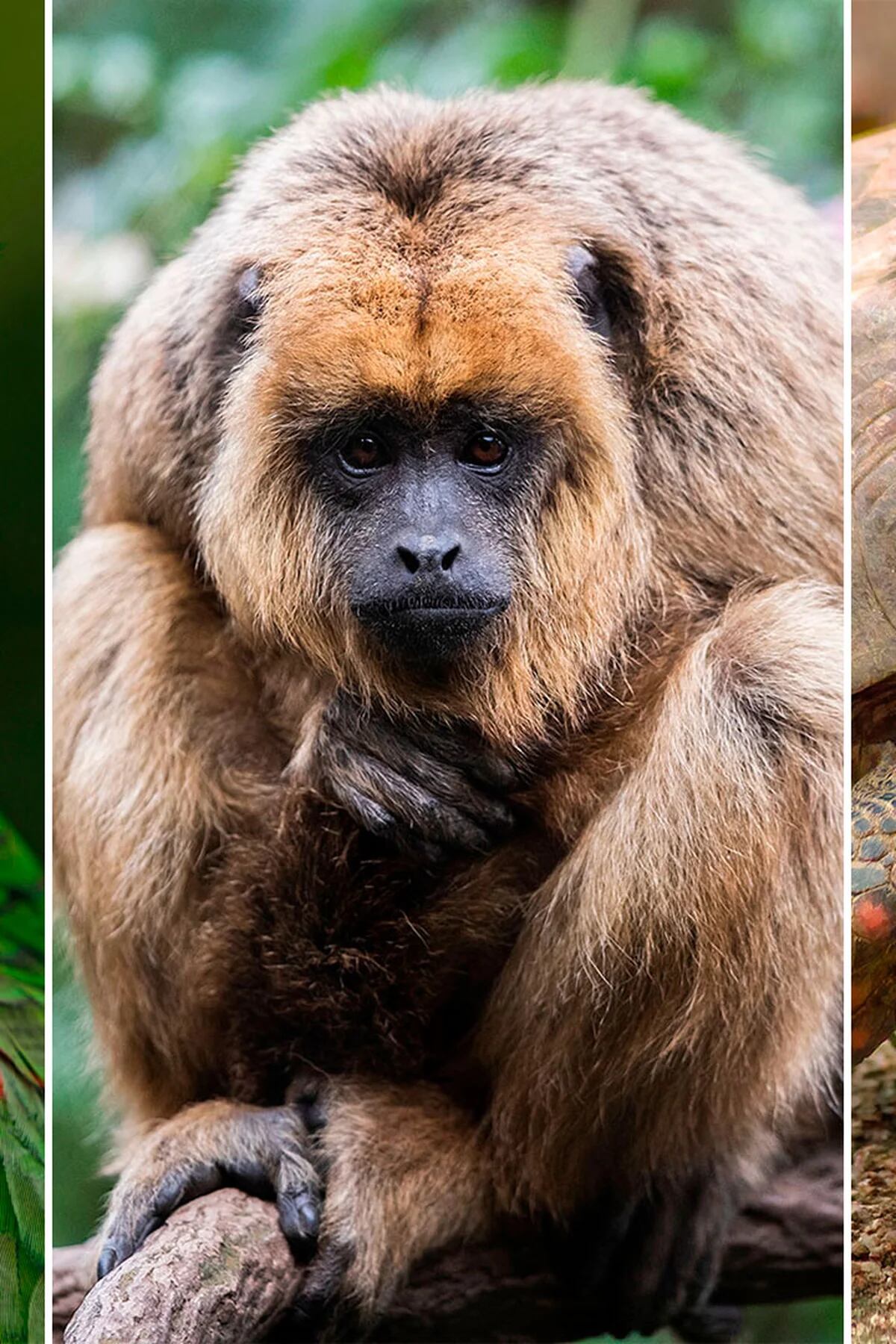 Roban monos en peligro de extinción de un zoológico en Francia