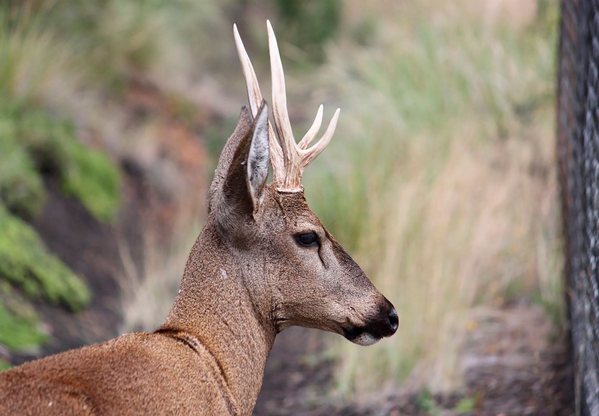 La pérdida de las tradiciones migratorias del huemul a raíz de la caza en el pasado y el establecimiento de poblaciones humanas en zonas habitadas por estos animales puso a esta especie en peligro de extinción (Fundación Huilo Huilo)