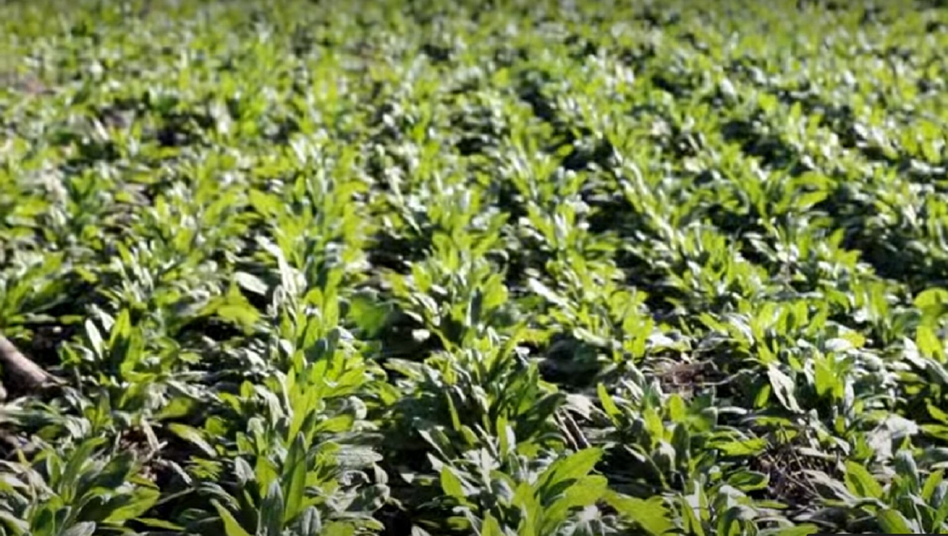 La camelina es un cultivo doble propósito: de cobertura y bioenergético, que se utiliza como combustible para los aviones