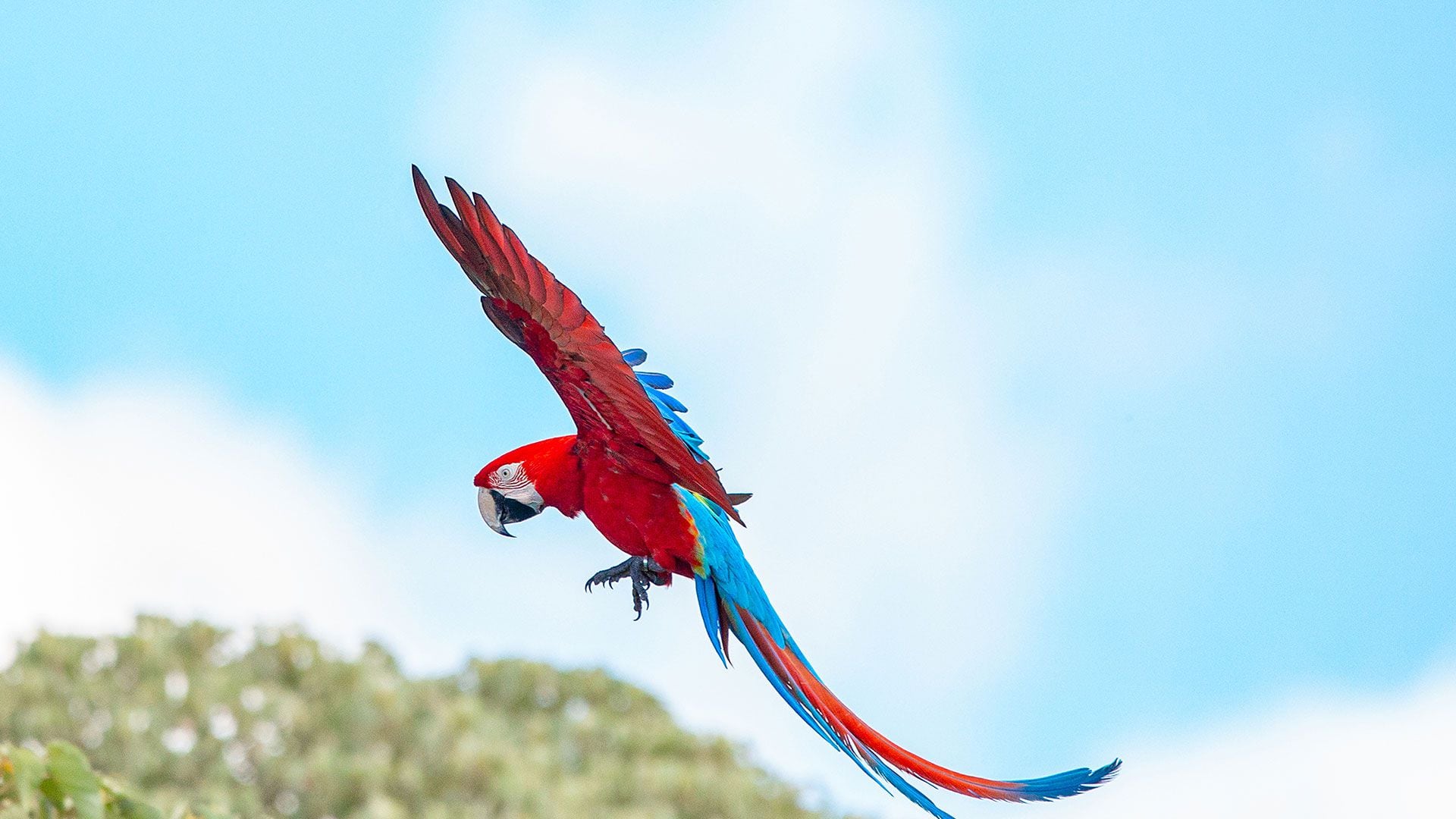 ARGENTINIEN-REWILDING-STIFTUNG