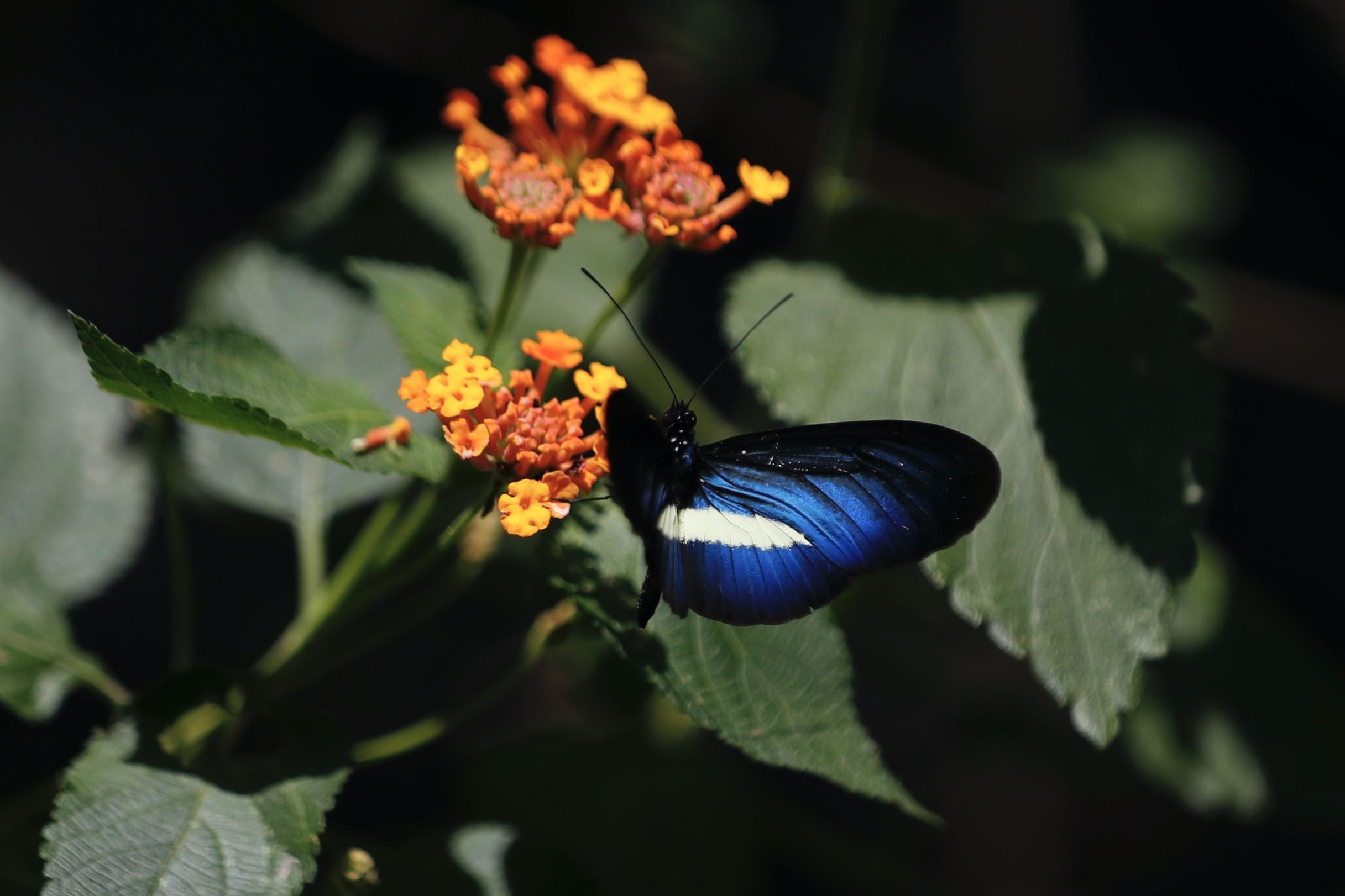 Una mariposa descansa sobre una ejemplar de flor Lantana en Jardín Botánico de Cali, en Cali (Colombia). EFE/ Ernesto Guzmán Jr 