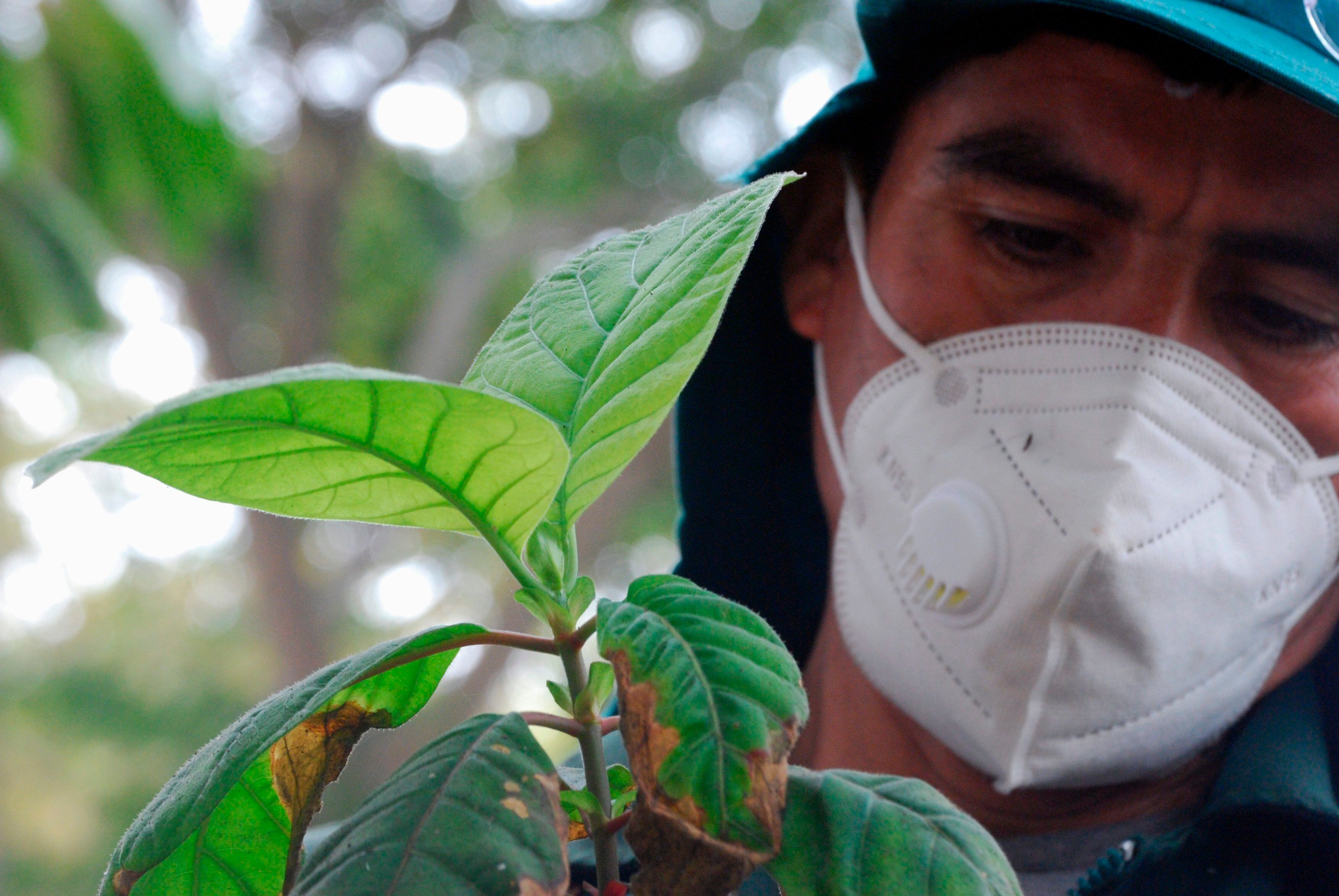 Personal médico advierte que agricultores son un grupo vulnerable frente a la malaria. EFE/ Paolo Aguilar/Archivo
