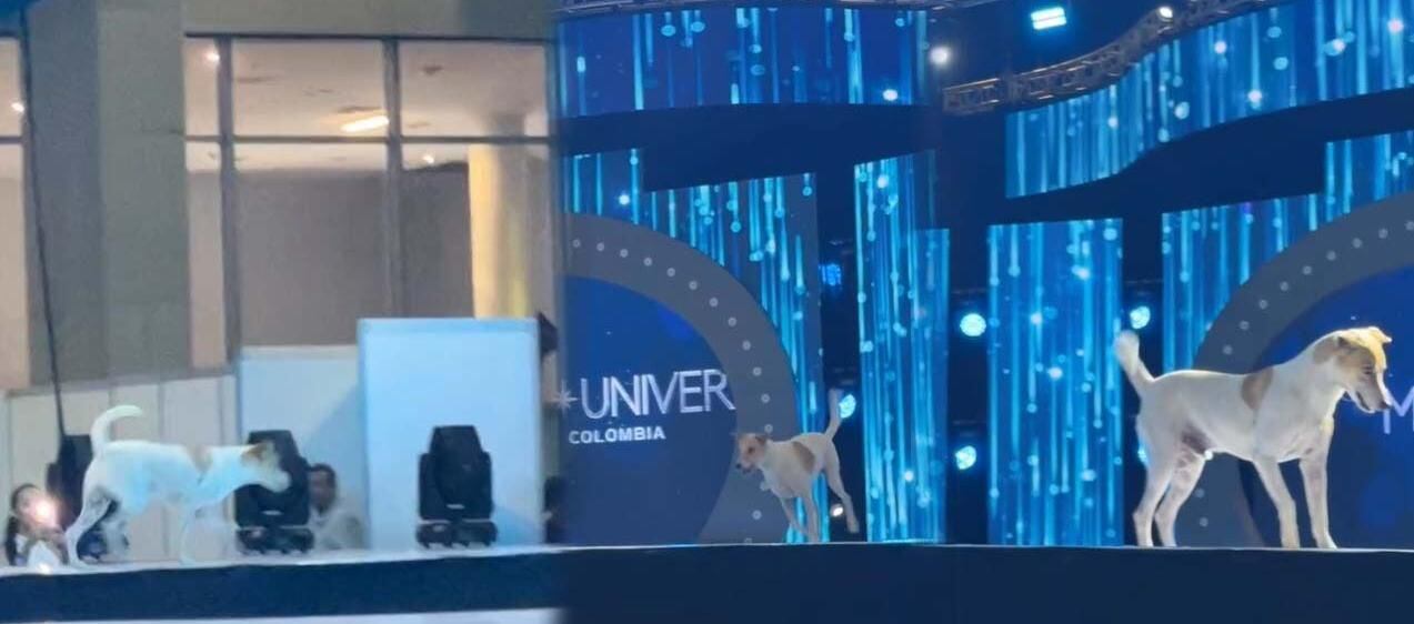 Presencia de perro en pasarela de Miss Universe Colombia 2024