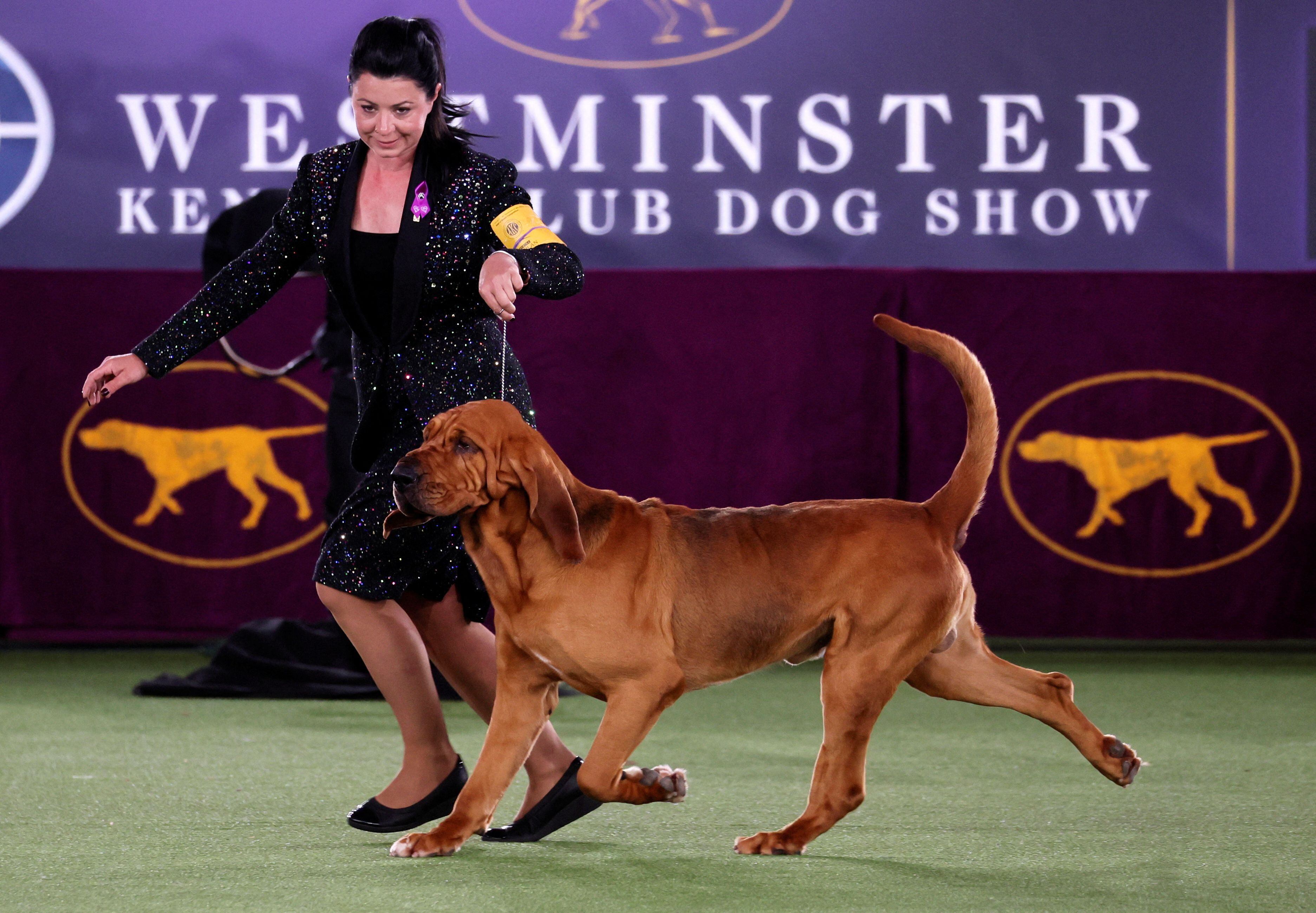 que perro ha ganado mas mejor en exposiciones