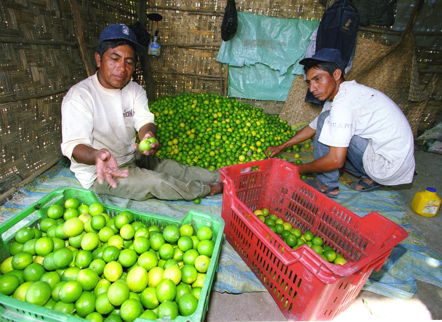 Sigue subiendo el precio del limón. Crédito - Andina