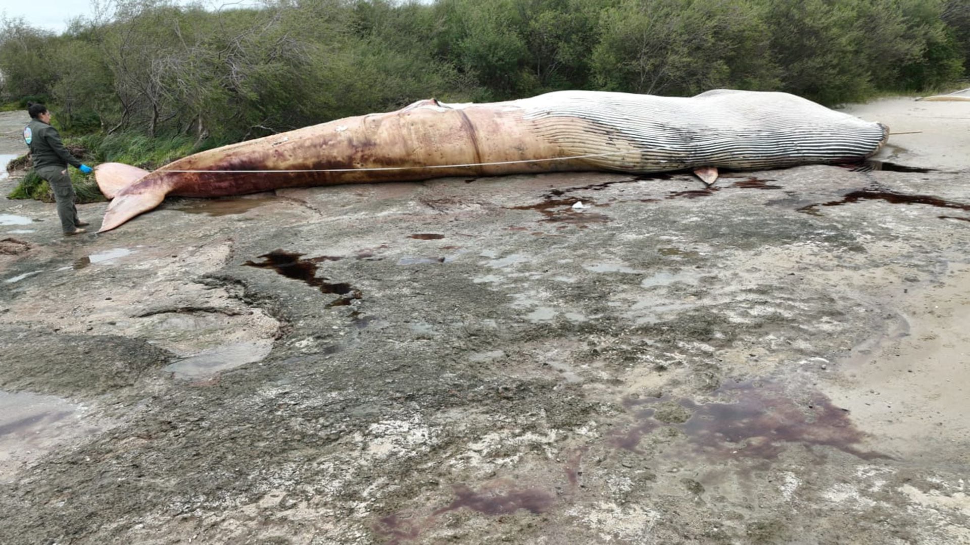 Las autoridades desconocen hasta el momento la causa de la muerte de la ballena (Reserva Kerayvoty)